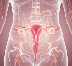 Stilizovana anatomska ilustracija ženskog reproduktivnog sistema u nežnim roze i zlatnim tonovima, prikazuje matericu, jajnike i nervne završetke unutar prozirne siluete ženskog tela.